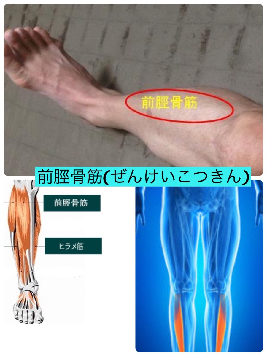 手応えありの つまずき防止 前脛骨筋 タッチフォーヘルス東京ベイエリア 触れるだけで痛みが和らぐ 古里 舟光湖 千葉